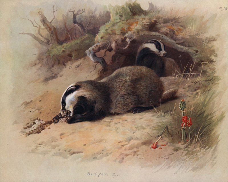 Das door Archibald Thorburn