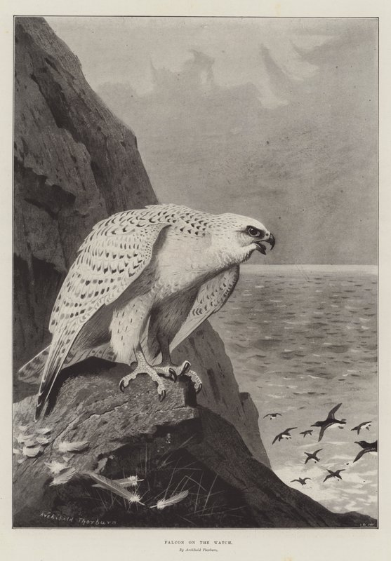 Valk op wacht door Archibald Thorburn