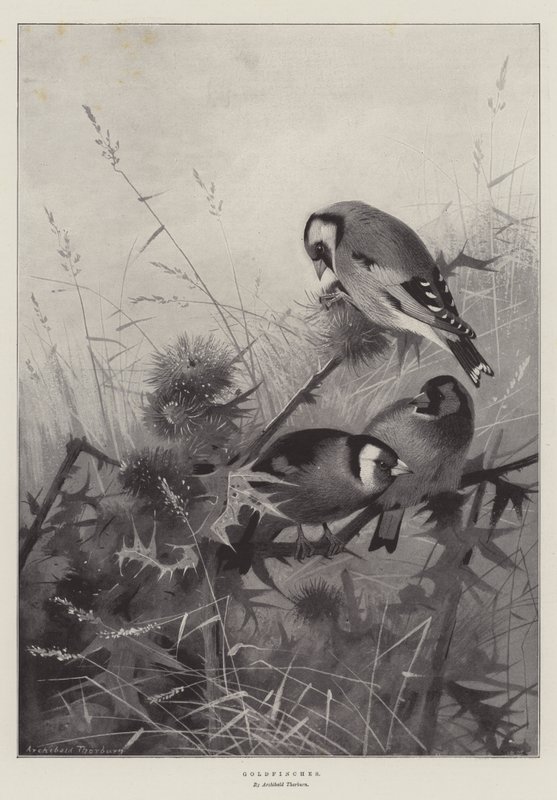 Distelvinken door Archibald Thorburn