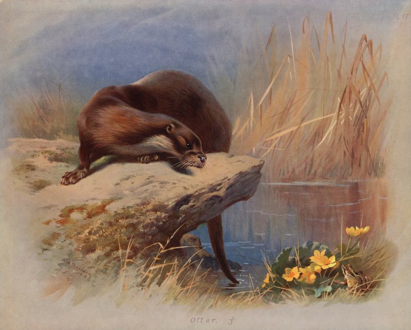 Otter door Archibald Thorburn