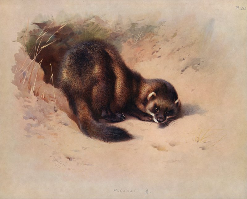 Bunzing door Archibald Thorburn