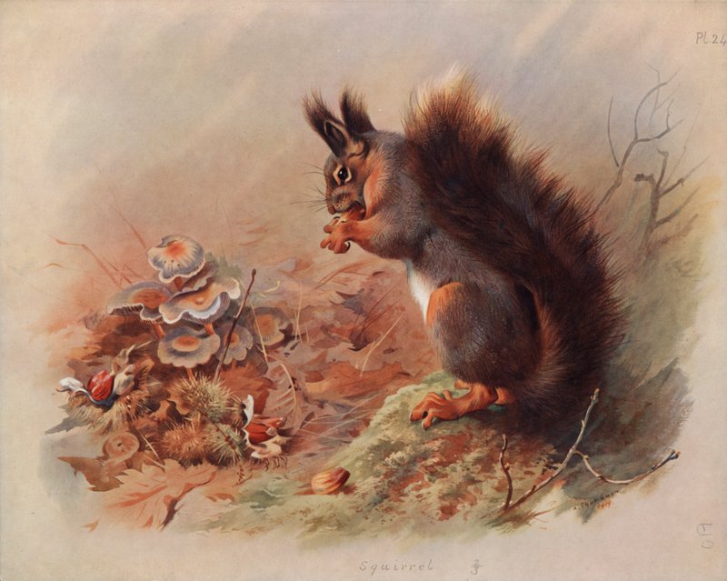 Eekhoorn door Archibald Thorburn