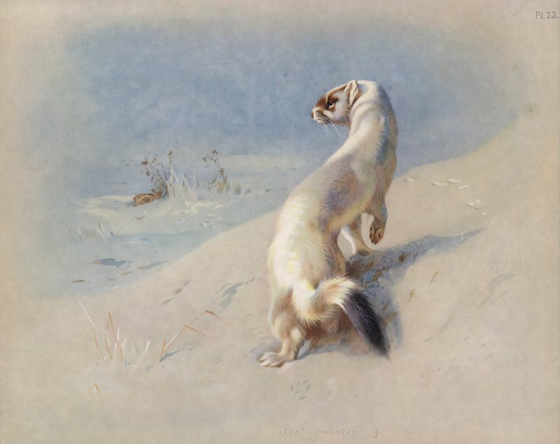 Hermelijn (winter) door Archibald Thorburn