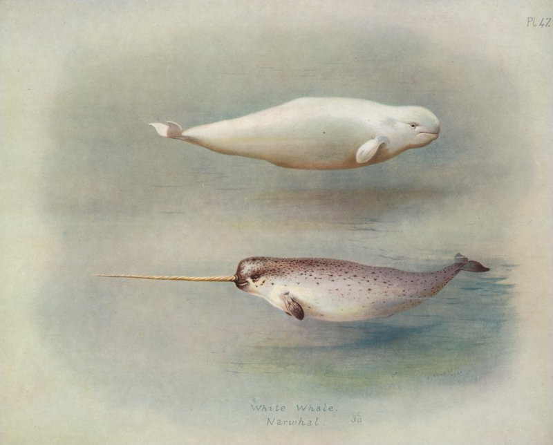 Witte Walvis, Narwal door Archibald Thorburn