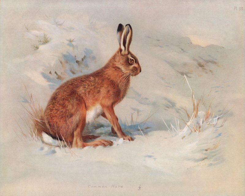 Haas door Archibald Thorburn