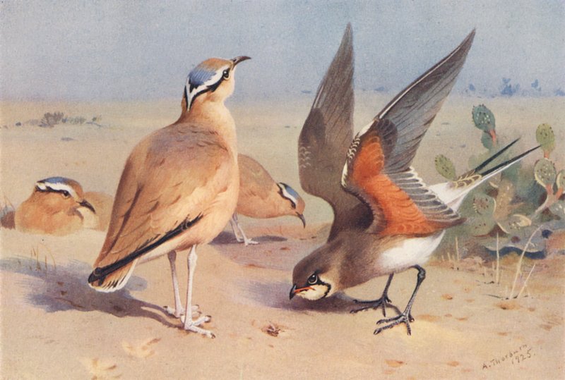 Renvogel, Vorkstaartplevier door Archibald Thorburn