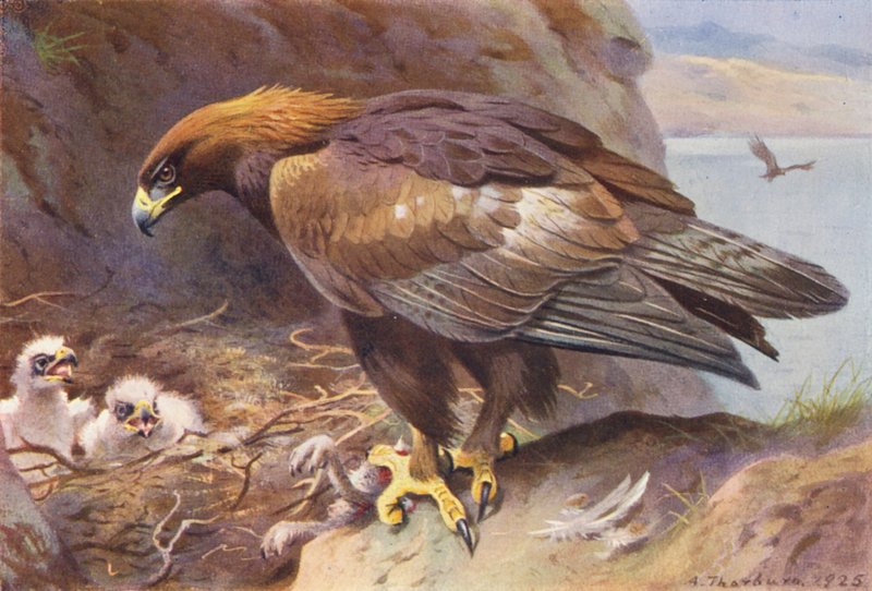 Steenarend door Archibald Thorburn