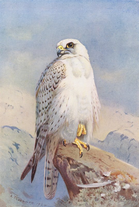Groenlandse Valk door Archibald Thorburn