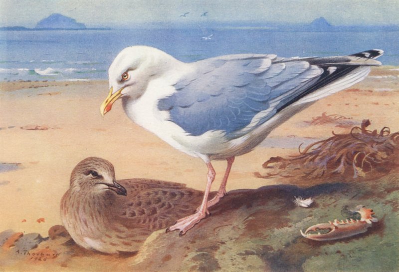 Zilvermeeuw (volwassen en jong) door Archibald Thorburn
