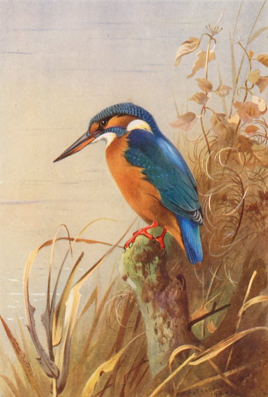 IJsvogel door Archibald Thorburn