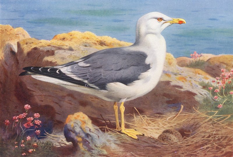 Kleine mantelmeeuw door Archibald Thorburn