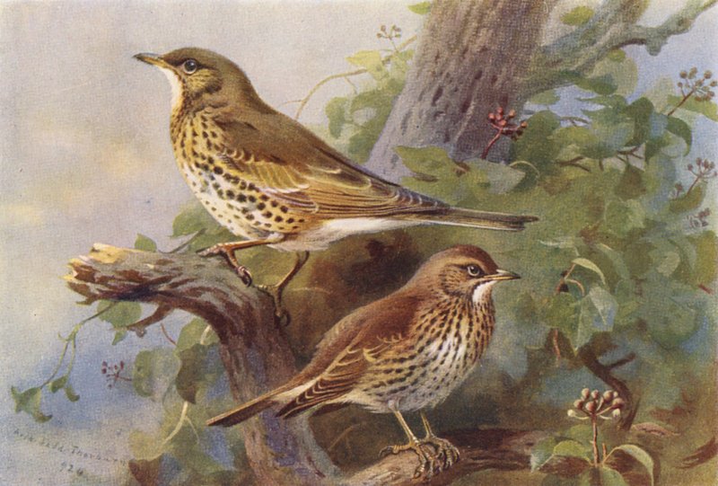 Lijster, zanglijster door Archibald Thorburn