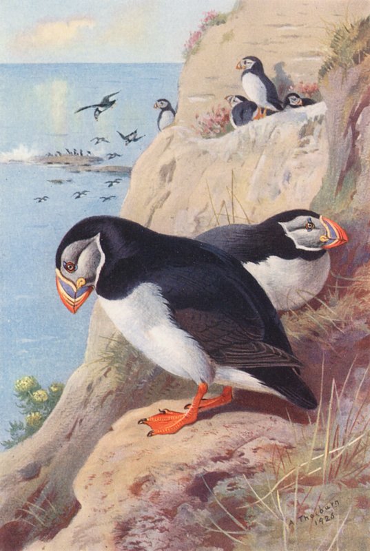 Papegaaiduiker door Archibald Thorburn
