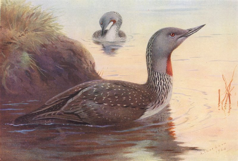 Roodkeelduiker door Archibald Thorburn