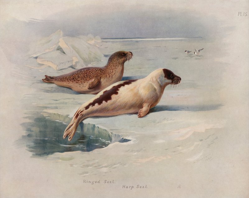 Ringelrob, Zadelrob door Archibald Thorburn