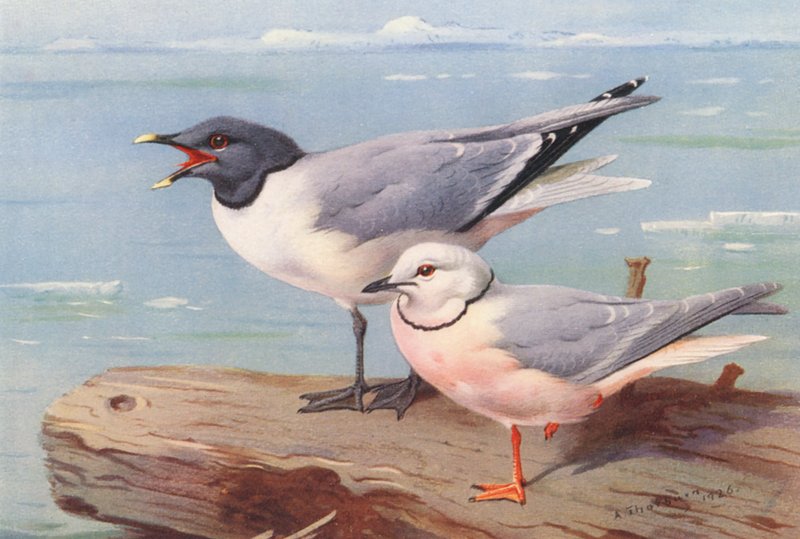 Sabinemeeuw, Wigstaartmeeuw door Archibald Thorburn