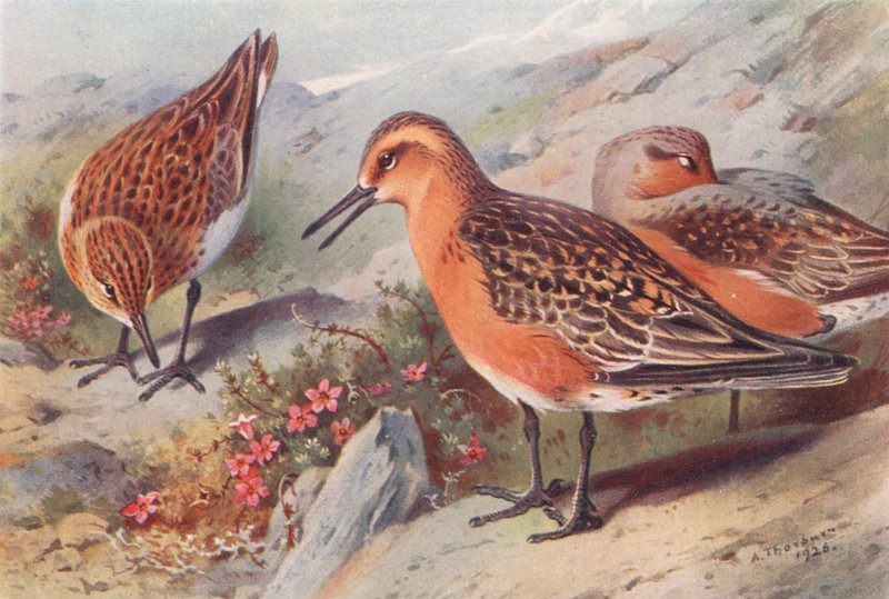 Drieteenstrandloper (zomer), Kanoet (zomer) door Archibald Thorburn