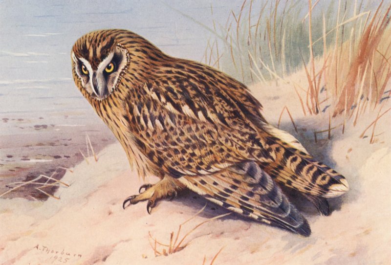 Korte-Oor Uil door Archibald Thorburn