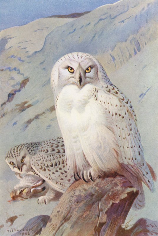 Sneeuwuil door Archibald Thorburn