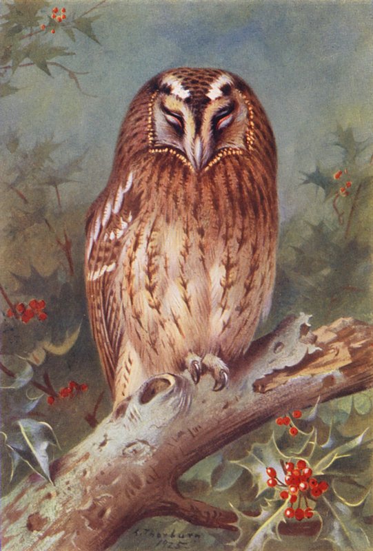 Bosuil door Archibald Thorburn