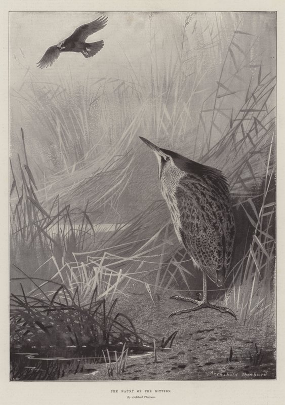 Het Verblijf van de Roerdomp door Archibald Thorburn