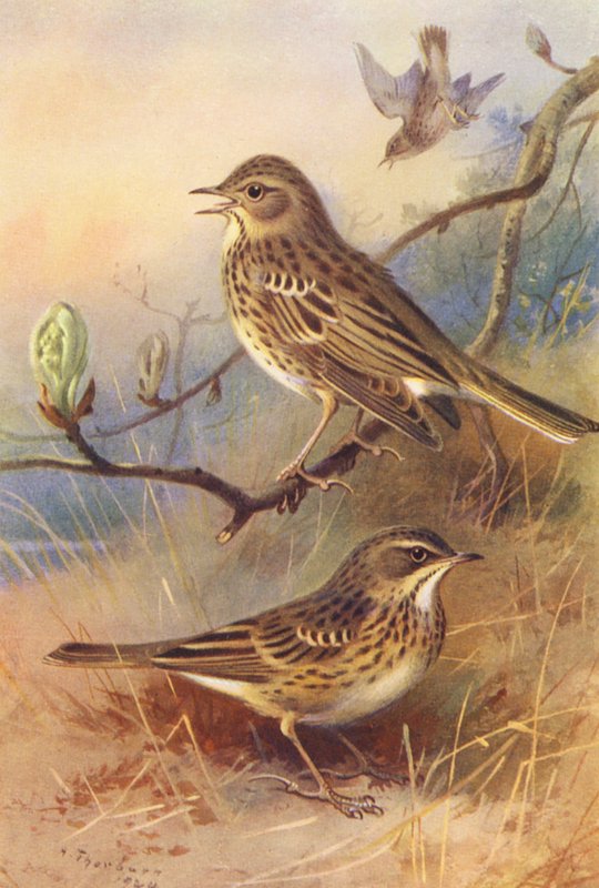 Boompieper, Graspieper door Archibald Thorburn