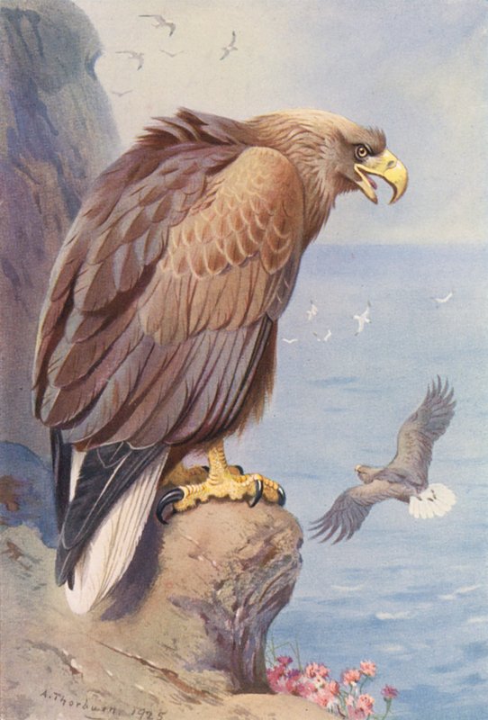 Witte staart arend door Archibald Thorburn