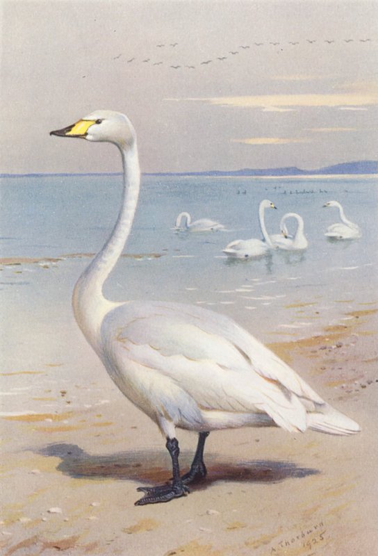 Wilde zwaan door Archibald Thorburn