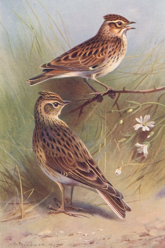 Boomleeuwerik, Veldleeuwerik door Archibald Thorburn
