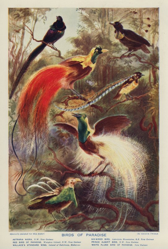 Paradijsvogels door Arthur Twidle