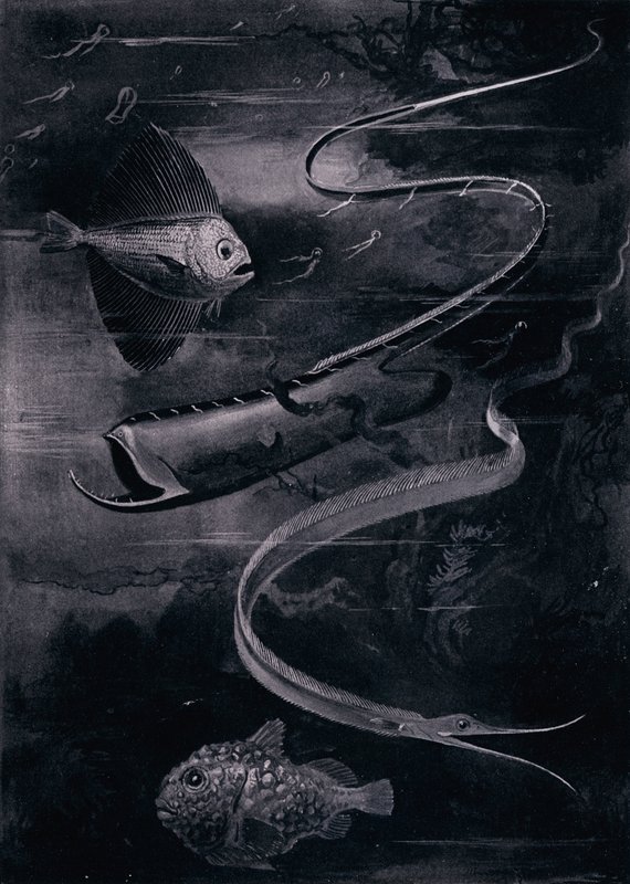 Diepzeevis (litho) door Arthur Twidle