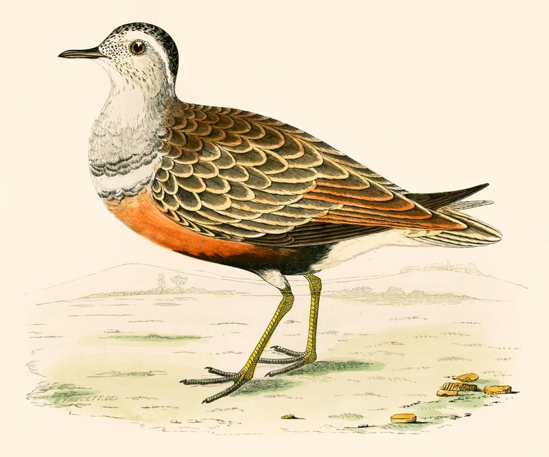 Strandloper door Beverley R. Morris