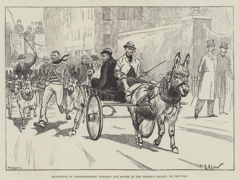Tentoonstelling van ezels en pony