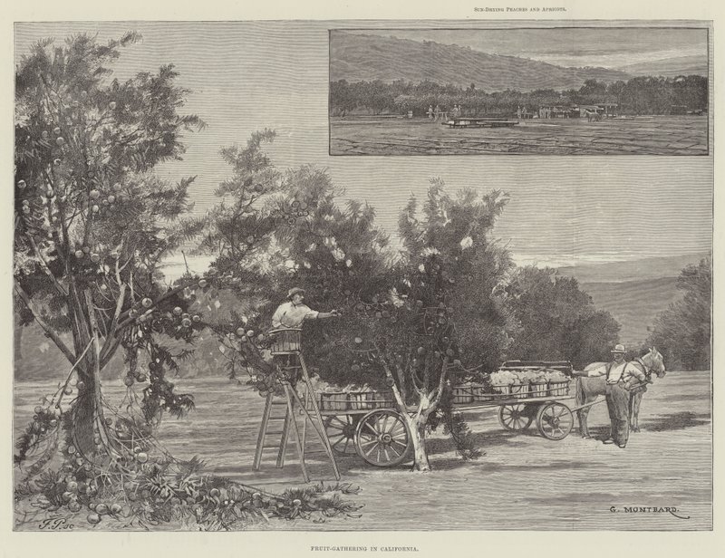 Fruit plukken in Californië door Charles Auguste Loye