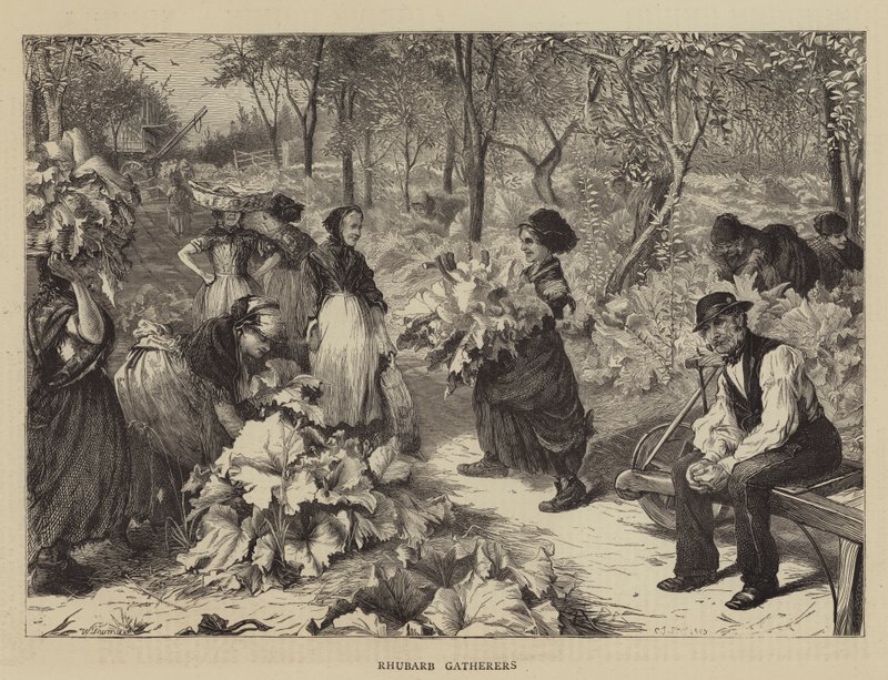 Rabarberplukkers door Charles J. Staniland
