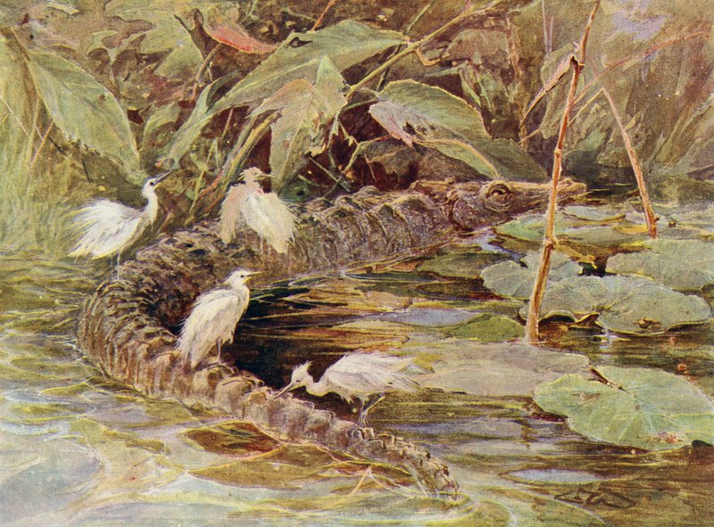 Krokodil en begeleidende reigers door Charles (after) Whymper