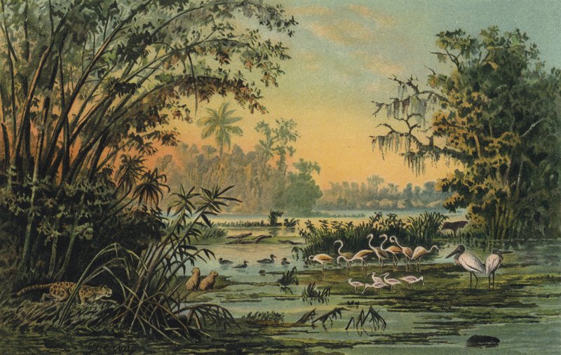 Wildlife aan de midden Orinoco, Venezuela door Christian Anton Goering
