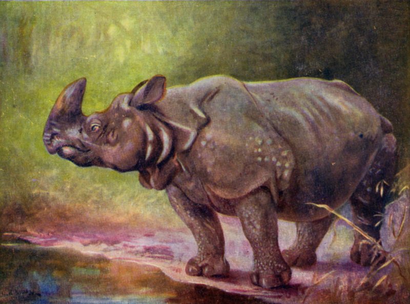 In de dierentuin: Neushoorn door Cuthbert Edmund Swan