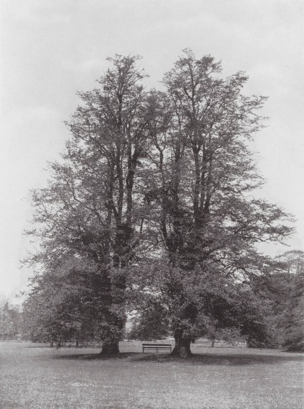 Kew Gardens, c.1900 door E. J. Wallis