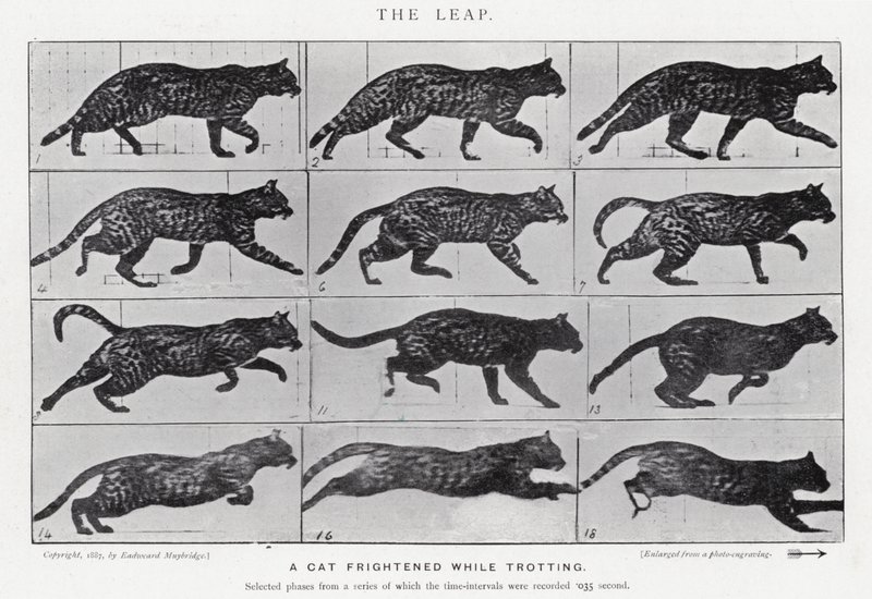 Eadweard Muybridge: De Sprong door Eadweard Muybridge