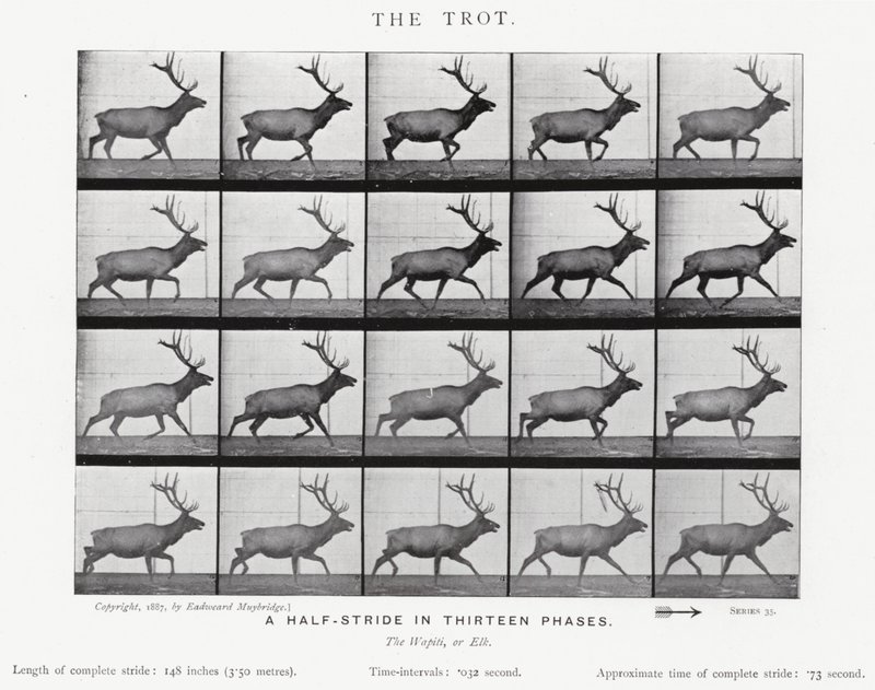 De Trot door Eadweard Muybridge
