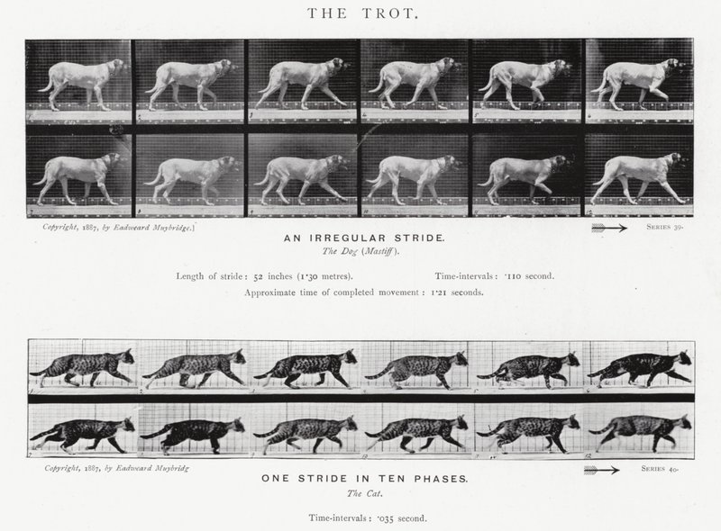 De Trot door Eadweard Muybridge