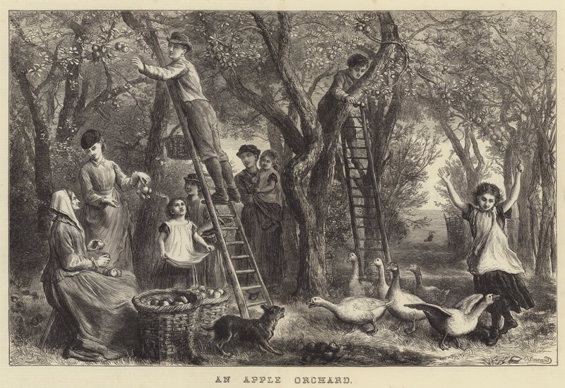 Een appelboomgaard (gravure) door Ebenezer Newman Downard