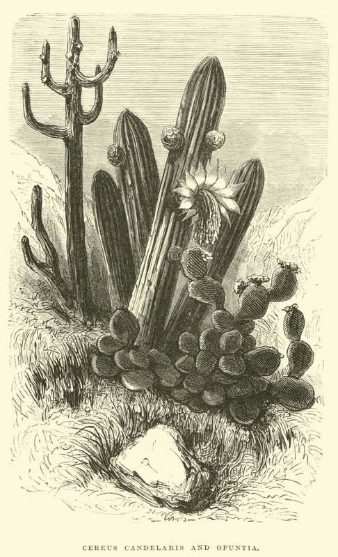 Cereus Cadelaris en Opuntia door Edouard Riou