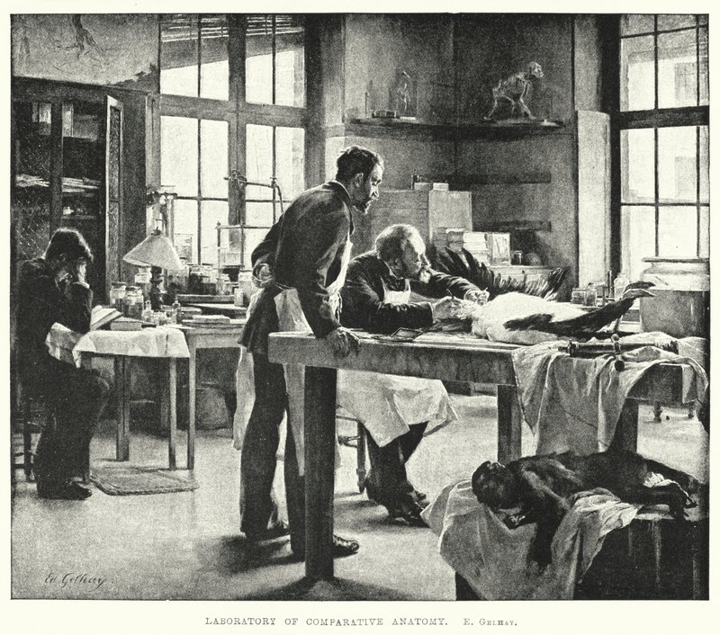 Laboratorium voor vergelijkende anatomie (gravure) door Edouard Gelhay