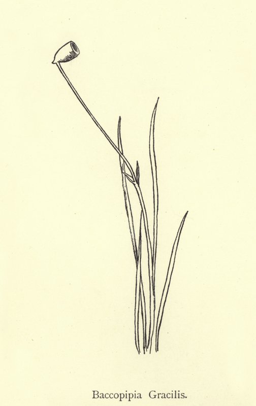 Baccopipia Gracilis door Edward Lear