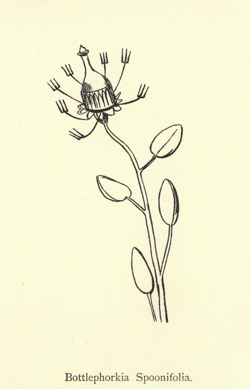 Bottlephorkia Spoonifolia door Edward Lear