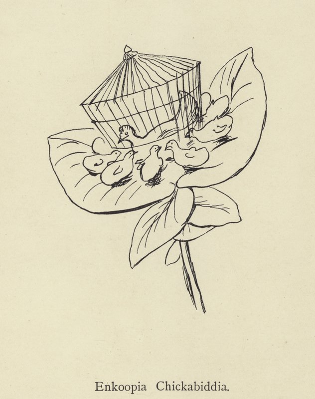 Enkoopia Chickabiddia door Edward Lear