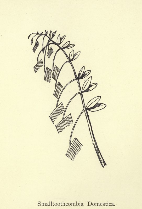 Smalltoothcombia Domestica door Edward Lear