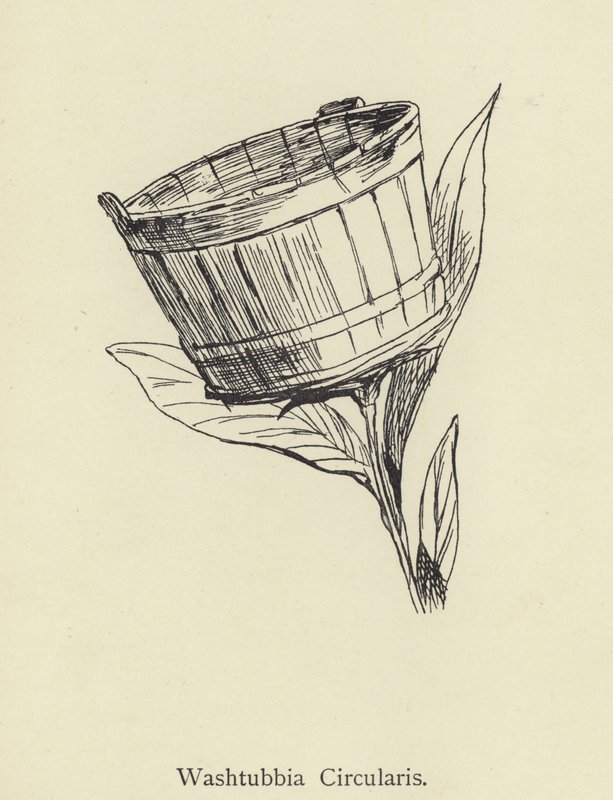 Washtubbia Circularis door Edward Lear